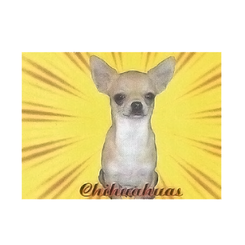 CHIHUAHUA DE TIERRAS TEMPLARIAS