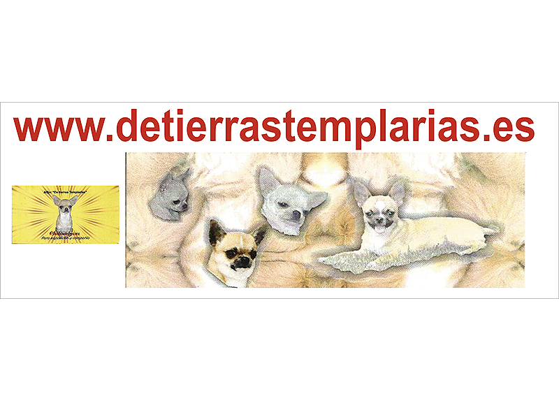 CHIHUAHUA DE TIERRAS TEMPLARIAS