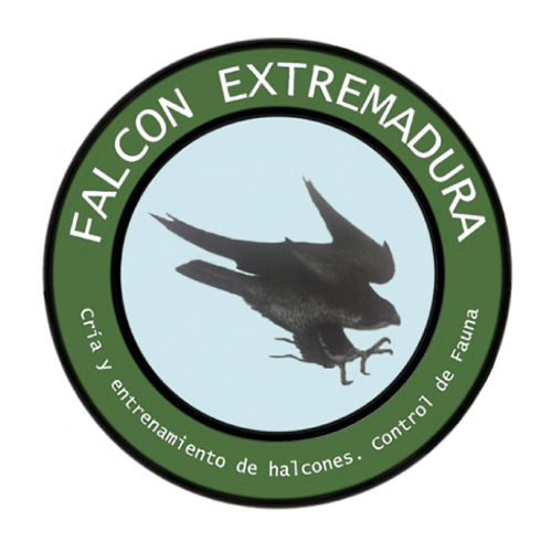 FALCON EXTREMADURA
