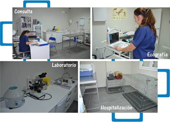 www.centroveterinarioultreya.com, veterinario en higuera la real, veterinario en fregenal de la sierra, veterinario en jerez de los caballeros, veterinario en cumbres mayores, veterinario en encinasola, peluqueria canina perros y gatos, estetica mascotas higuera la real, clinica veterinaria, centro veterinario, vacuna perro gato, medicina perros y gatos, veterinario perros y gatos, identificacion perros y gatos, alimentacion pienso perros y gatos